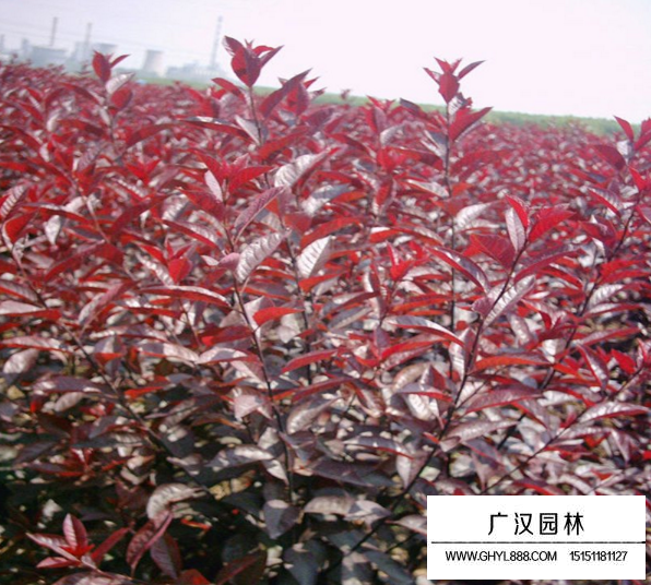 紫葉矮櫻屬于什么花