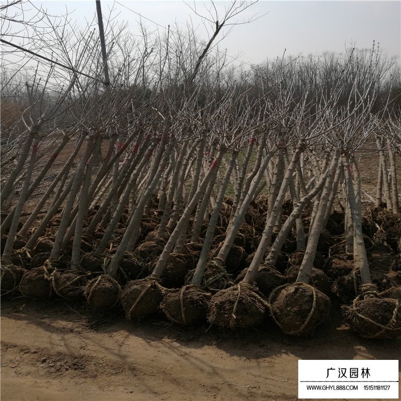 獨桿丁香一年長多粗？