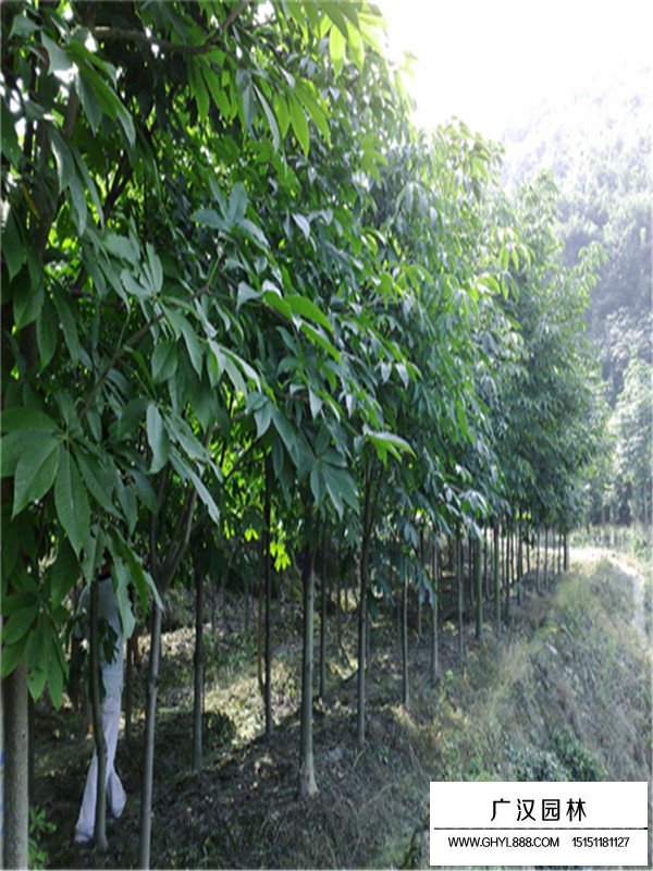 紅花七葉樹的前景