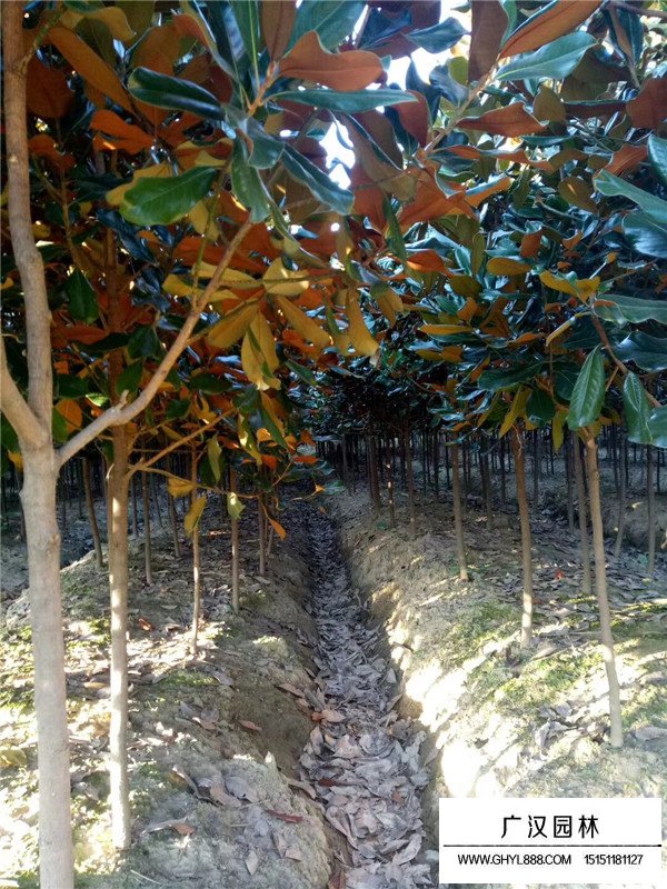 18公分廣玉蘭多少錢