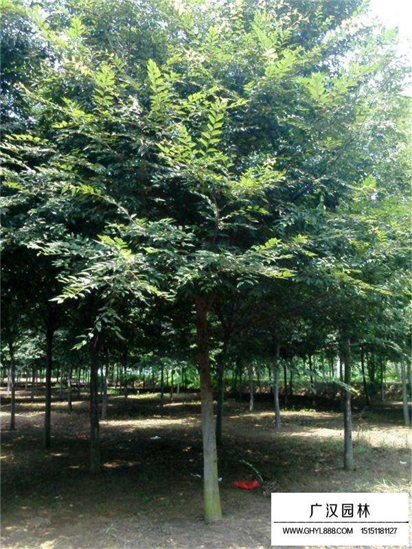 20公分櫸樹哪里有賣