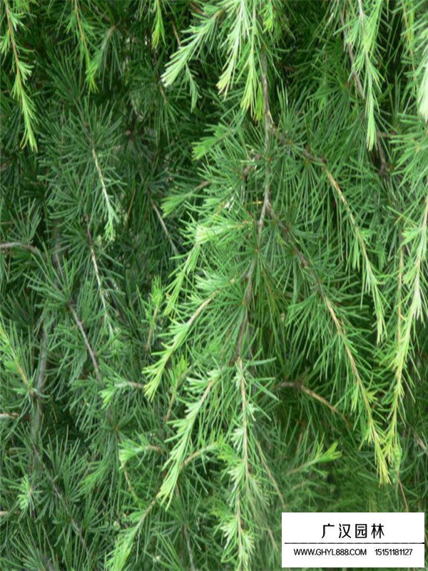 2米高度的雪松多少錢