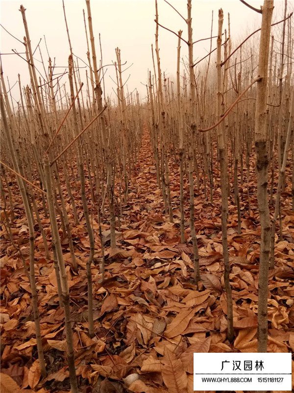 七葉樹怎么修剪