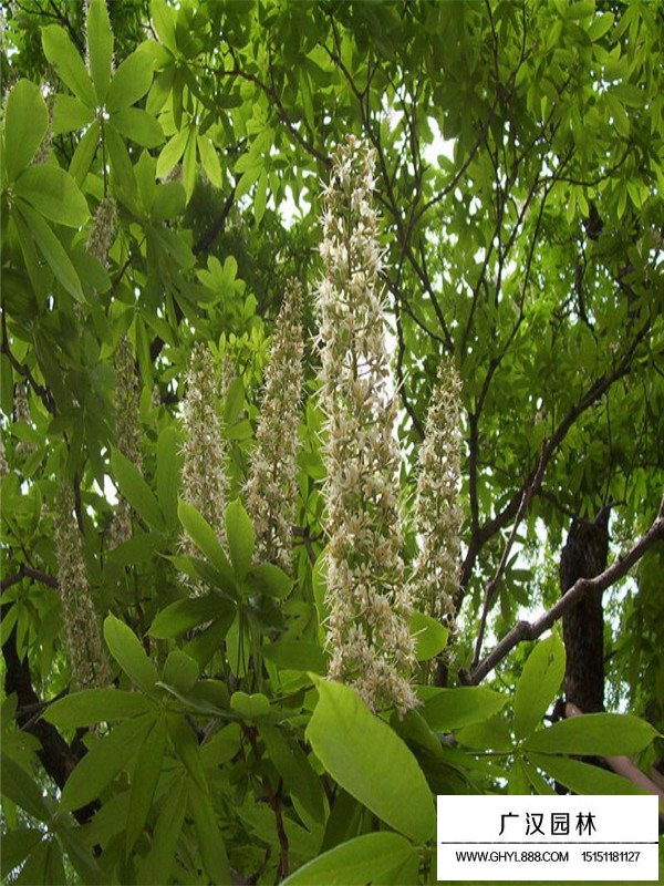 七葉樹怎么修剪