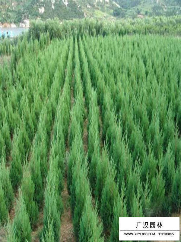 刺柏種植方法有哪些？