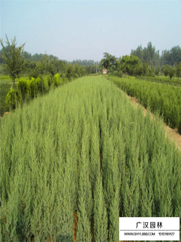 刺柏種植方法有哪些？