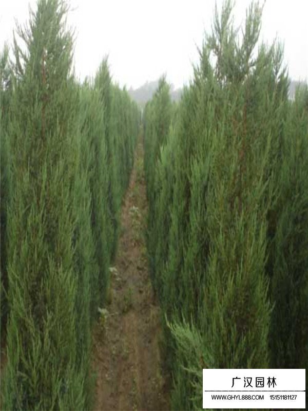 刺柏種植方法有哪些？