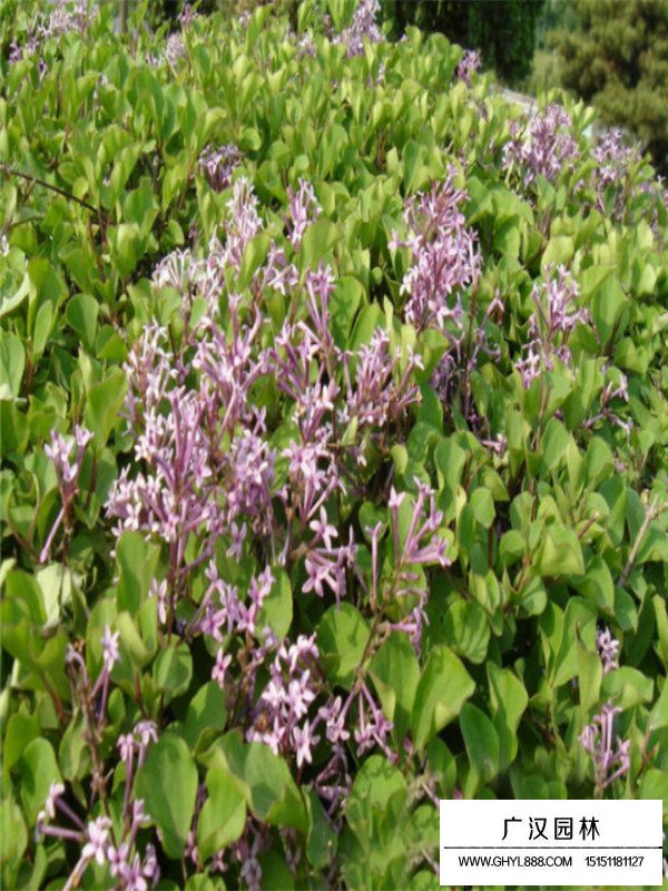 如何扦插暴馬丁香