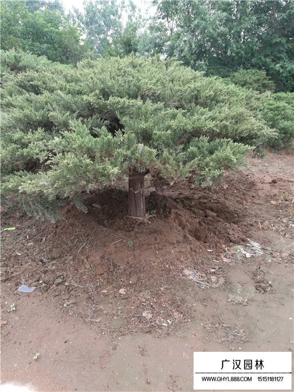 地龍樹苗廠家在哪里？