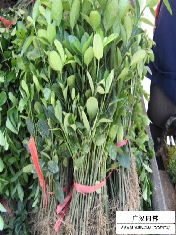 扶芳藤多少錢一棵？