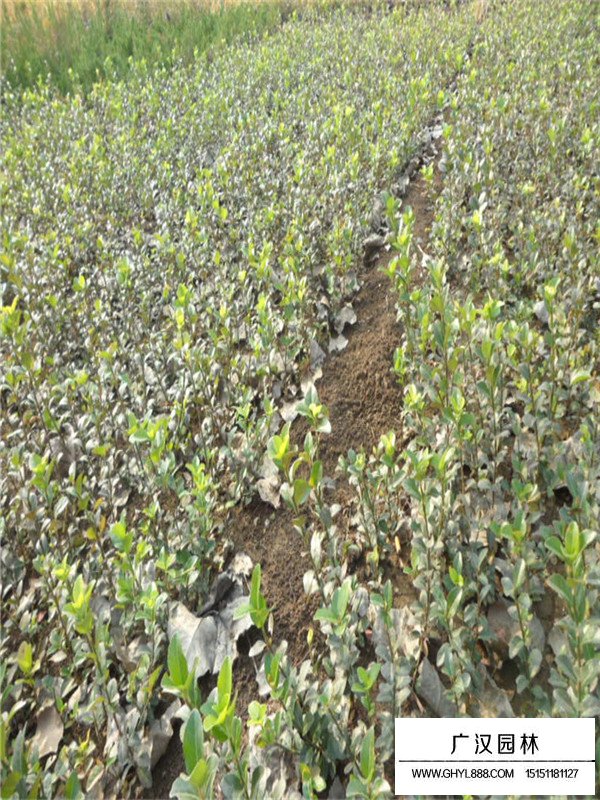 扶芳藤多少錢一棵？