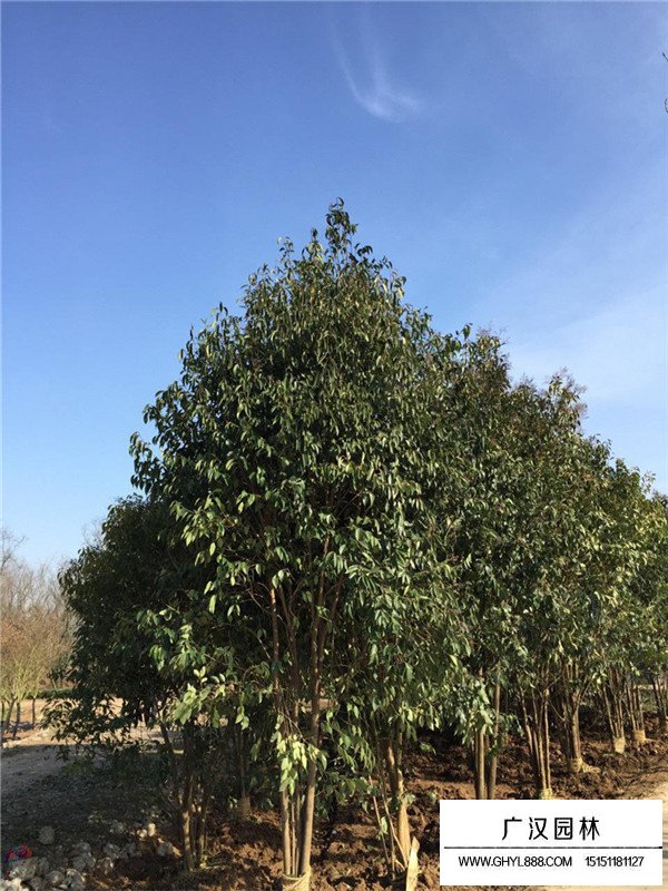 叢生大葉女貞幾分枝