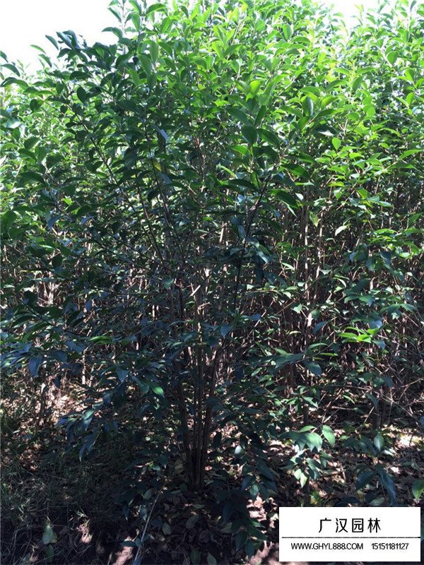 叢生大葉女貞幾分枝