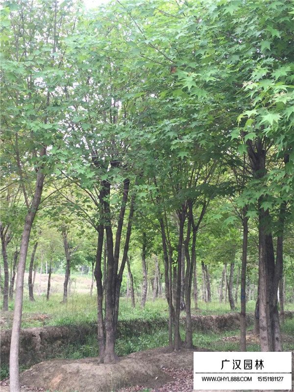 叢生五角楓苗到哪里買