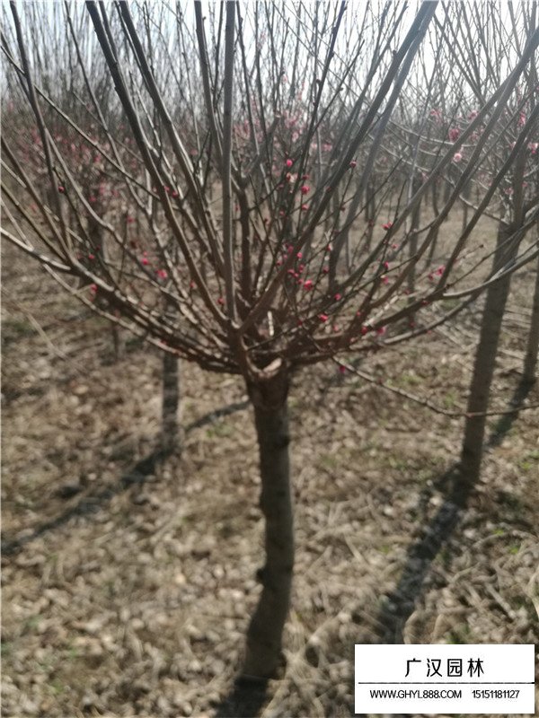 紅梅樹20公分價格是多少？