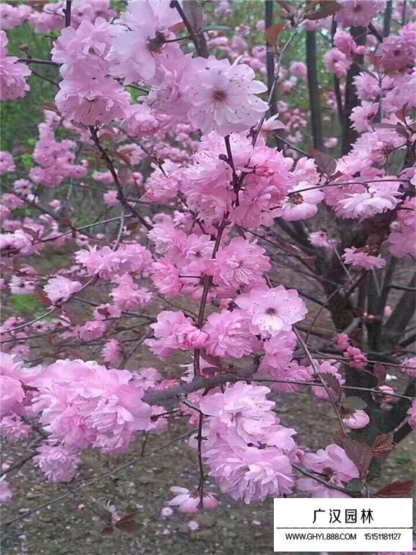 榆葉梅是落葉喬木