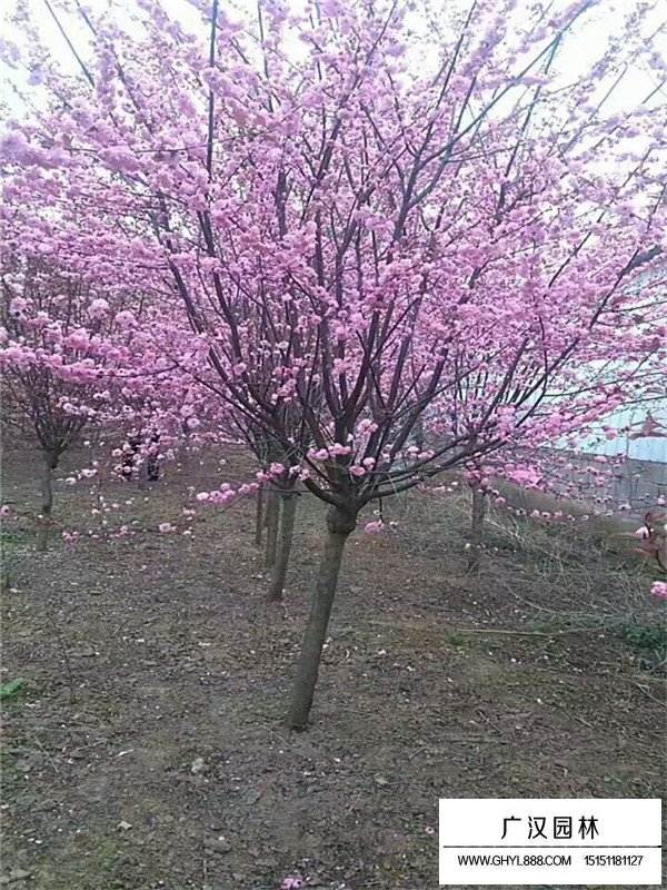 榆葉梅樹苗哪里有賣