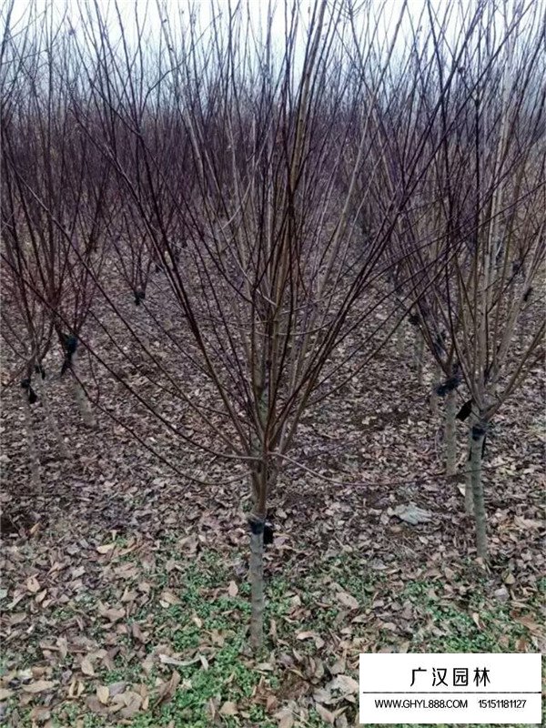 榆葉梅樹苗哪里有賣