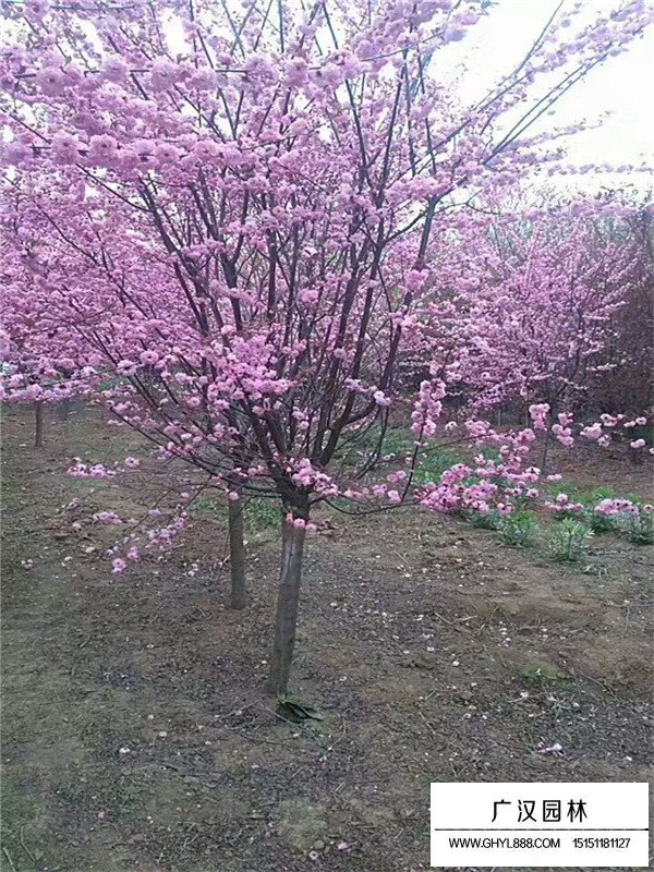 紅葉梅與榆葉梅價格分別是多少