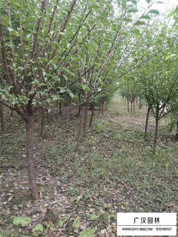 江蘇紅梅樹(shù)價(jià)格怎么樣