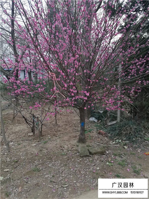 江蘇紅梅樹(shù)價(jià)格怎么樣