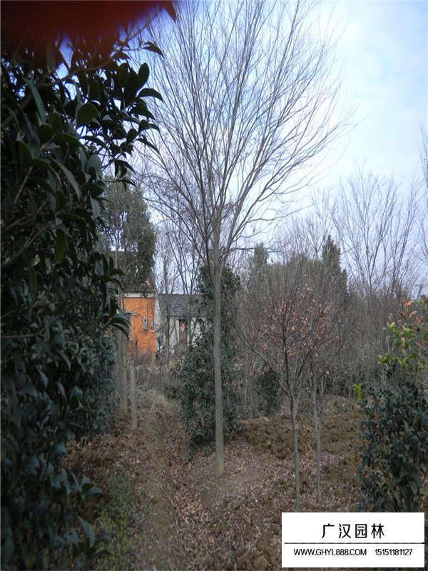 櫸樹苗批發(fā)