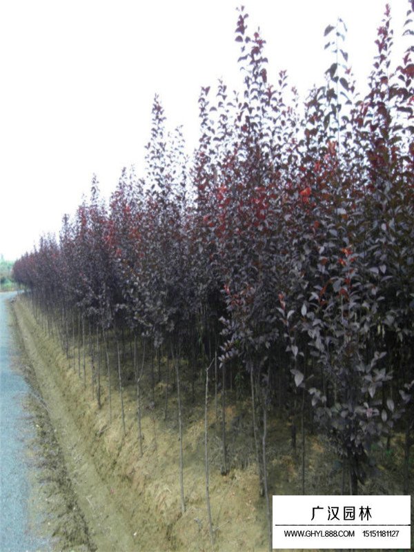 紫葉李多少錢(qián)