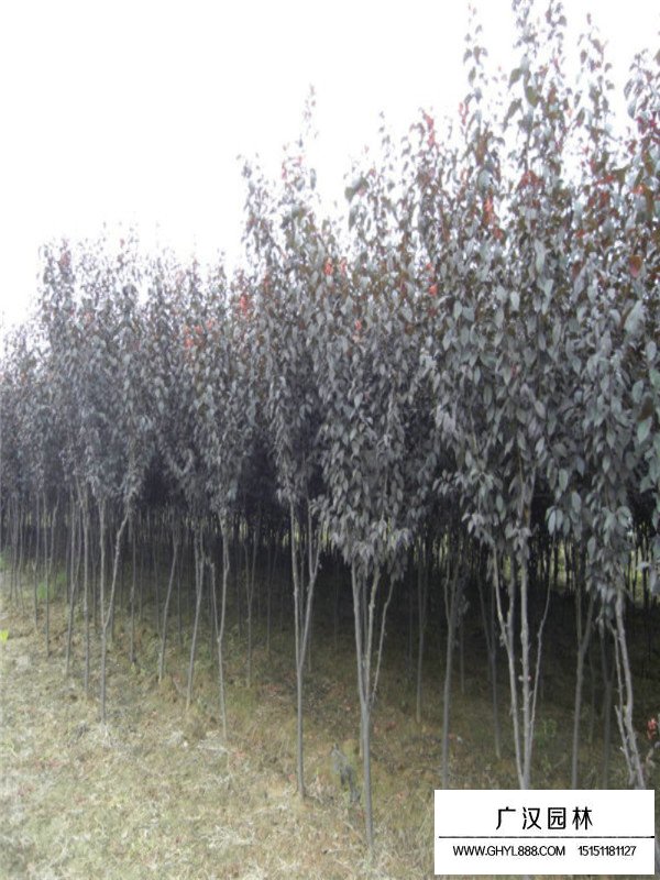 紫葉李價(jià)格