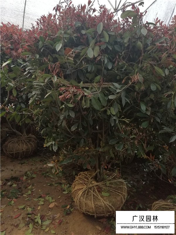 紅葉石楠球價格