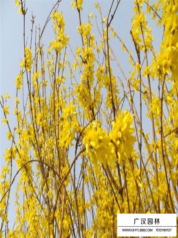 連翹苗圃基地在哪里