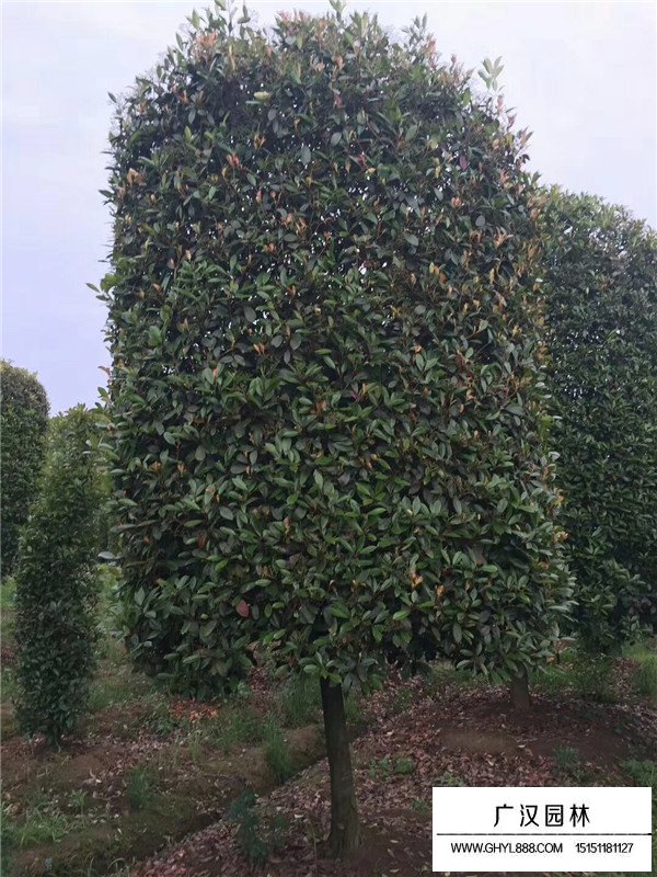 紅葉石楠修剪標(biāo)準(zhǔn)