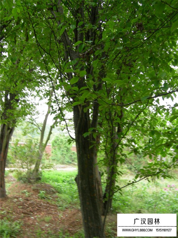 木瓜樹(shù)種植方法有哪些？