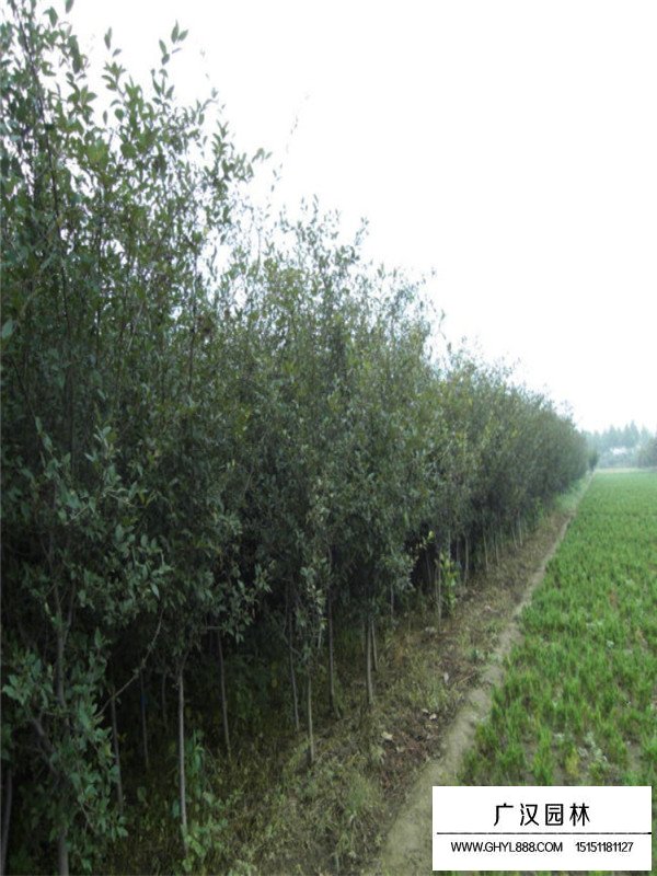 胸徑10厘米垂絲海棠價(jià)格