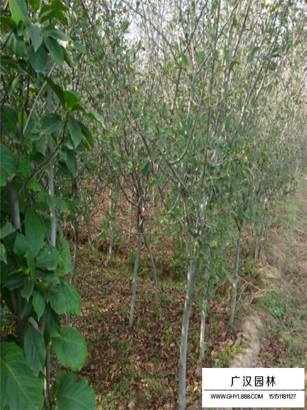 胸徑10厘米垂絲海棠價(jià)格