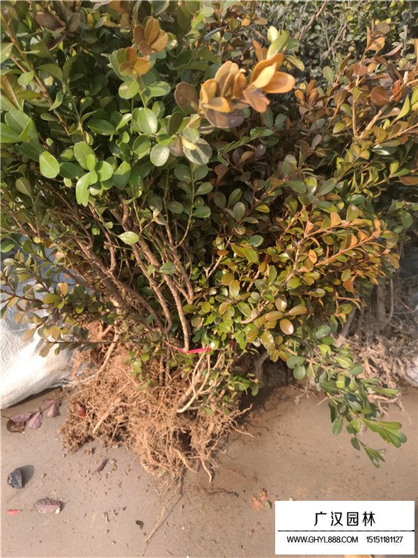 瓜子黃楊樹與瓜子黃楊