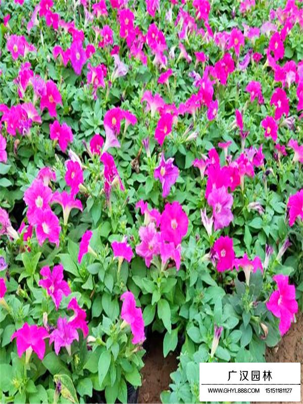 江蘇沭陽(yáng)買草坪都選擇玉川草業(yè)(圖1)