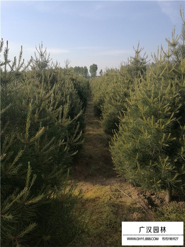 2020年白皮松行情預(yù)測(圖2)