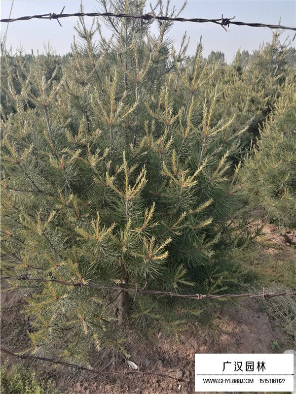 白皮松的生長過程(圖1)