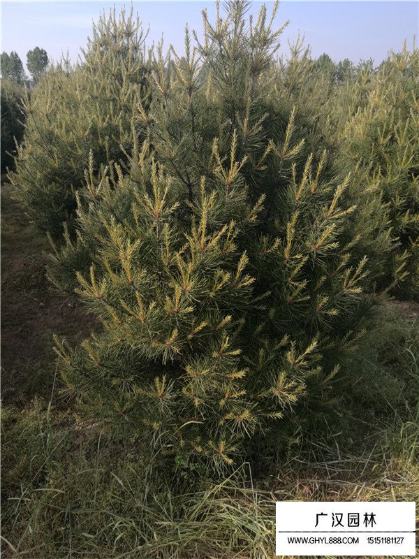 白皮松的價值與作用(圖1)