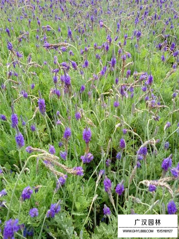 薰衣草產(chǎn)地都有哪些地方(圖1)