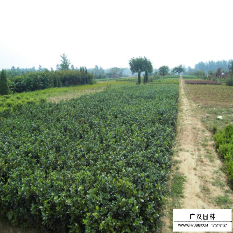 大葉黃楊籬綠化中的首選綠籬(圖2)