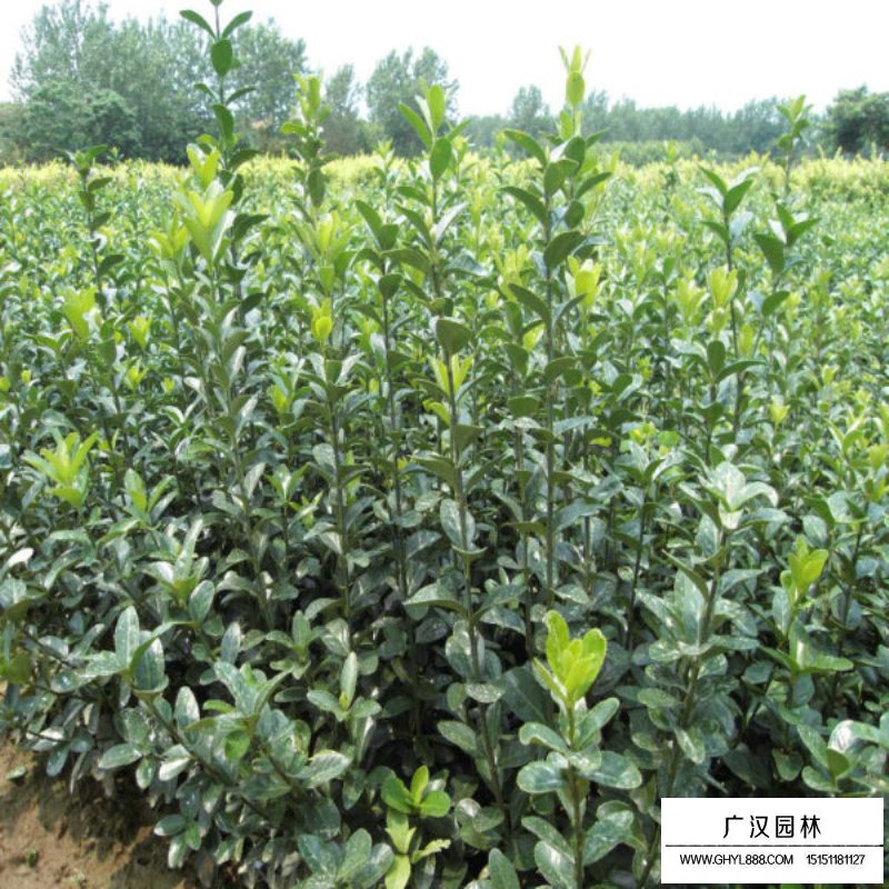 大葉黃楊和小葉黃楊的區(qū)別在哪里(圖1)