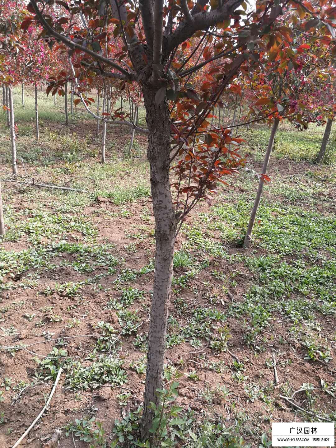 海棠樹的相關(guān)介紹(圖2)