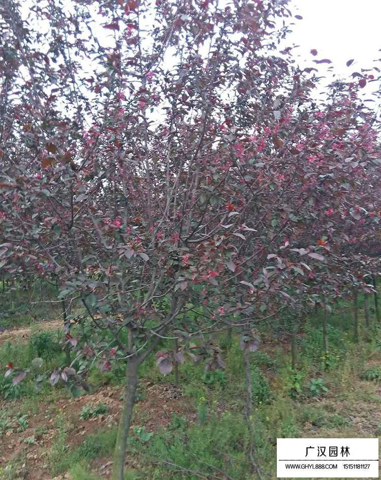 海棠樹的相關(guān)介紹(圖1)