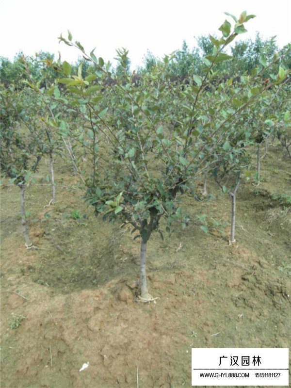 家里養(yǎng)海棠花吉利嗎(圖2)