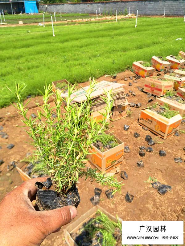 叢生福祿考(圖2)