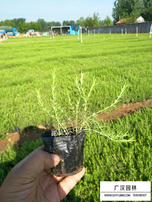 叢生福祿考(圖4)