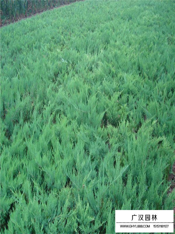 沙地柏的病蟲害防治(圖3)