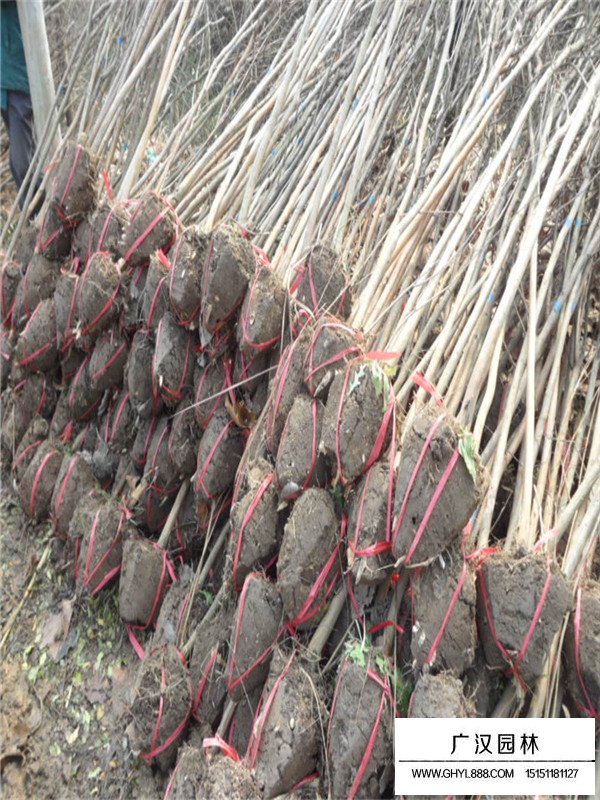 百日紅小苗哪里多(圖1)