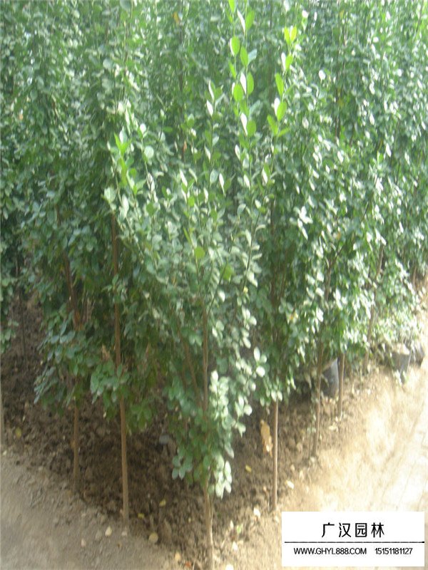 北海道黃楊價格(圖2)